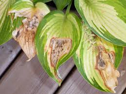 If you see wilting, stalled growth, brown leaf edges or discoloured spots, they are drying out too much. Hosta Leaves Turning Brown Bouncingrobbit