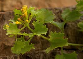Image result for Parkeriaceae