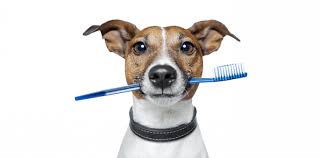 Image result for dog brushing teeth