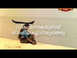 Vikara Naukayumay Hd Karaoke With Scrolling Lyrics And Video Amaram Youtube Pathirakkili varu palkadal karaoke with lyrics | kizhakkan pathrose karaoke song. vikara naukayumay hd karaoke with scrolling lyrics and video amaram