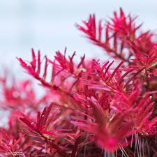 Image result for Rotala submersa