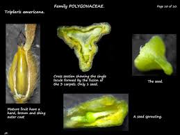 Image result for Triplaris americana