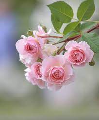 حَدَّثَنَا نَصْرُ بْنُ عَلِيِّ بْنِ نَصْرٍ الْجَهْضَمِيُّ أَخْبَرَنَا أَبُو أَحْمَدَ أَخْبَرَنَا إِسْرَائِيلُ عَنْ أَبِي إِسْحَقَ عَنْ الْبَرَاءِ.حَدَّثَنَا أَحْمَدُ بْنُ عُبَيْدِ اللَّهِ السُّلَيْمِيُّ الْبَصْرِيُّ حَدَّثَنَا أَبُو قُتَيْبَةَ سَلْمُ بْنُ قُتَيْبَةَ عَنْ إِبْرَاهِيمَ بْنِ. Ø®ÙˆØ§Ø·Ø± Ù†Ø³ÙŠÙ… Ø£Ù† ØªÙ‚Ø¯Ù… ÙˆØ±Ø¯Ø© ÙÙŠ ÙˆÙ‚ØªÙ‡Ø§ Ø®ÙŠØ± Ù…Ù† Ø£Ù† ØªØ­Ø¶Ø± Facebook
