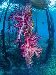 Small bunch of bright green zoanthid corals on rock. Purple Soft Corals On A Jetty Pillar In Raja Ampat Papua Explorers Resort Raja Ampat