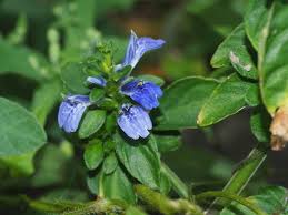 Image result for Rungia grandis