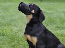 About 33% of these are pet collars & leashes, 0% are claw care, and 0% are pet apparel & accessories. Best Dog Muzzles Of 2021 According To A Veterinarian Business Insider