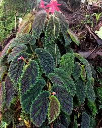 Image result for Begoniaceae