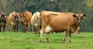 Grab unrivaled grass fed butter on alibaba.com and bolster your productivity. Where To Find Grass Fed Butter Food Renegade