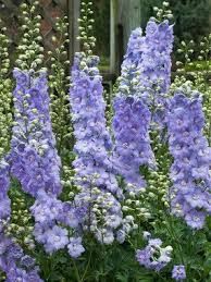 Delphinium Morning Lights Delphinium Flowers Flowers Perennials Delphinium Plant