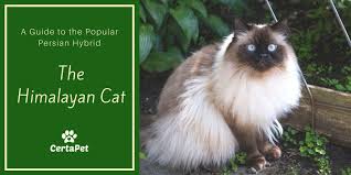 Share it or review it. A Guide To The Popular Persian Hybrid The Himalayan Cat Veterinarians Org