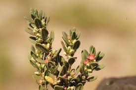 Image result for Portulaca kermesina