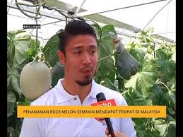 Tanaman rock melon ini dipercayai akan mempastikan bekalan buah ini sentiasa mencukupi dan memberi nilai tambah kepada industri makanan negara. Penanaman Rock Melon Semakin Mendapat Tempat Di Malaysia Youtube