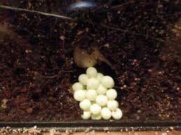 Plaats als eerste een recensie van caracolus excellens 3 cm reactie annuleren. Schnecken Forum Thema Anzeigen Schnorkelchens Schnecks