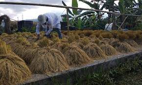 Penanaman padi lakukan penanaman secara serentak untuk menghadkan populasi perosak. Mengenal Beragam Ritual Terkait Subak