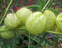 We did not find results for: Balloon Plant Gomphocarpus Physocarpus Wisconsin Horticulture