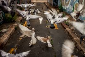 We did not find results for: Pigeons Facts And Figures Ovocontrol