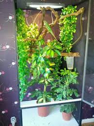 Will never rust or corrode. 17 Diy Chameleon Cage Ideas Chameleon Cage Chameleon Chameleon Enclosure