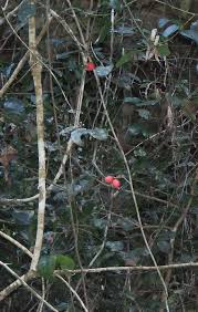 Image result for Allocassine laurifolia