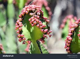 Image result for Euphorbia cooperi