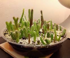 Succulent plants are among the most bizarre, beautiful, and varied in the entire plant kingdom. What A Nice Little Succulent