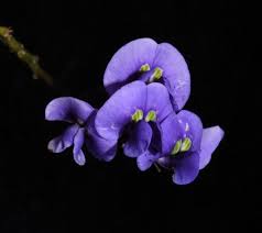 Image result for Hardenbergia comptoniana