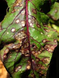 Maybe you would like to learn more about one of these? Cercospora Leaf Spot On Beets And Swiss Chard Vegetable Pathology Long Island Horticultural Research Extension Center