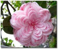 Japanese Camelia How Beautiful Beautiful Flowers Unusual Flowers Amazing Flowers