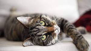 They have all past, but i have wonderful memories of. Best Female Cat Names 200 Girl Cat Names From A To Z Daily Paws