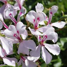 Come to pngtree download free background png. Top 5 White Flowers For Hummingbirds Growjoy Inc