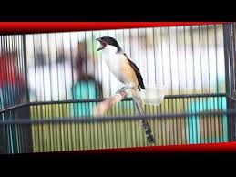 Kumpulan galeri foto model igo bintang dewasa amoy bispak tobrut meki mulus tanpa koreng terbaru terpopuler 2018. Video Burung Cendet Juara 1 Cendet Jarum Miliknya The Team Ahien Sf Youtube
