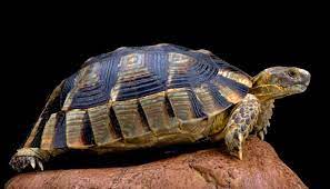 Marginated Tortoise Testudo Marginata Care Guide All Turtles
