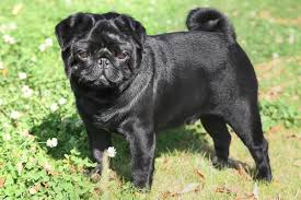 Pug Vikipedi