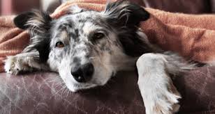 Fever as a symptom of infectious diseases. Pancreatitis In Dogs Symptoms Diagnosis Treatment Petcoach