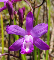 Image result for Blotiella sinuata