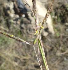 Image result for Hyparrhenia cymbaria