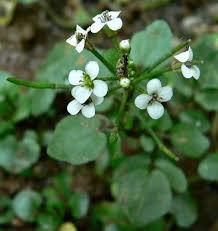 Image result for Nasturtium officinale