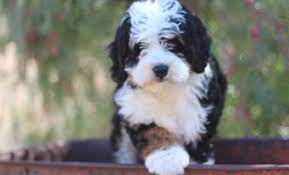 Our standards for bernedoodle breeders in california were developed with leading veterinarians and animal welfare experts. Bernedoodle Puppy For Sale Adoption Rescue For Sale In San Diego California Classified Americanlisted Com