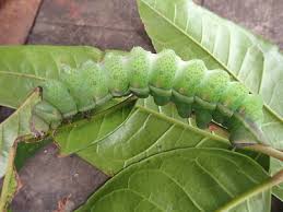 Image result for Pachylobus edulis