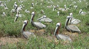 Texas point national wildlife refuge provides opportunities to enjoy the coastal marsh habitat. Texas Point National Wildlife Refuge Tx Roadtrippers