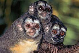 Owl Monkeys Cute Monkey Owl Primates