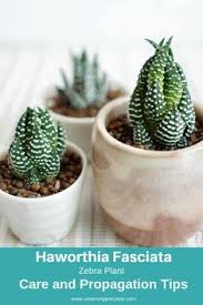 The cactus juice you can purchase in health food stores is safe to drink for medicinal purposes. Sharnel Bierman Nelieinthesky Profile Pinterest
