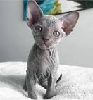 Sphynx Kittens For Sale [ Cheap] - Fast Delivery with no ...