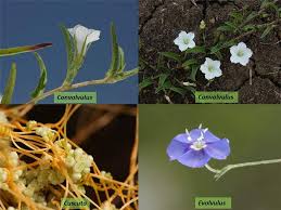 Image result for Convolvulaceae