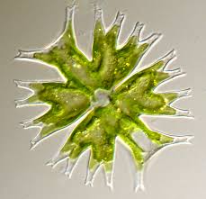 Image result for Micrargeria