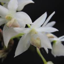 Image result for Bulbophyllum schinzianum