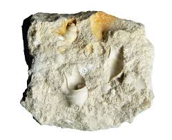 All restaurants in gijzegem per kitchen with reviews and ratings of guests, photographs, menus, addresses, telephone numbers and opening hours. Limburgs Zeeleven Overleefde Catastrofale Meteorietinslag 66 Miljoen Jaar Geleden Nieuws