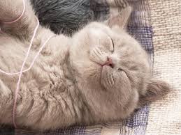 Natural cat health, or the ways of the wild, prevents the formation of kidney stones. Diets For Cats With Bladder Stones And Urinary Crystals