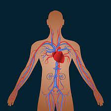 Human Circulatory System Of Cardiovascular Circulation Human Clipart Health Body Png And Vector With Transparent Background For Free Download Human Circulatory System Human Vector Circulatory System