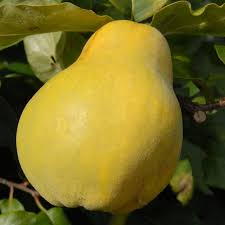 Check spelling or type a new query. Champion Quince Tree Cydonia Oblonga Buy Online