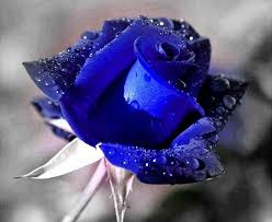 A Beautiful Blue Rose Blue Roses Beautiful Roses Rose